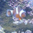 "Nemo" im Aquarium Sydney