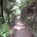 Wanderweg im Abel Tasman