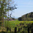 Beim Austritt aus dem Wald sehe ich Almensberg und im Hintergrund die katholische Kirche von Neukirch-Egnach.
