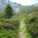 Dort wo die Kehren beginnen, steige ich durch eine wunderschöne Alpenrosenwiese direkt in die Höhe. Ab hier ist der Saumweg immer deutlich zu erkennen.