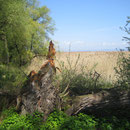 Das Naturschutzgebiet Seemoosriet Arbon.