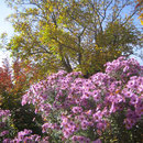 Und jetzt, am 11. Oktober, ist es eindeutig Herbst geworden.