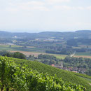 Blick über die Rebberge von Iselisberg ins Thurtal mit Uesslingen und in der Ferne Frauenfeld.