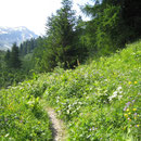 Es ist ein Vergnügen, durch die saftigen Sommerwiesen zu wandern. Jetzt führt der Weg meist in der Nähe der Passstrasse durch Wälder und Wiesen.