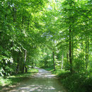 Wunderschön ist jetzt der Wald im hellen Frühlingslaub.