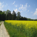 Auch die Rapsfelder stehen in voller Blüte.