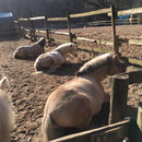 Harry-Bo und seine Damen... - chillen in der ersten Februar-Sonne...