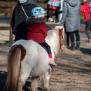 Fury ist einfach der perfekte Ponygentleman