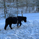 Bounty findet den Schnee noch etwas merkwürdig...