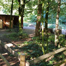 Bei uns stehen die Ponys voll im Wald...! Unser neues Paddock-Wäldchen.