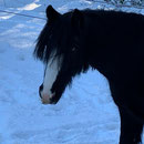 Clairchen ist noch skeptisch. So viel Schnee hat sie noch nie gesehen.