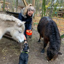 Die Kinder haben Pferdeleckerlies gebacken und den Ponys gebracht