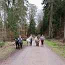 Entspannter Führ-Ausflug in den Wald. Reiten kann ja jeder ;-)