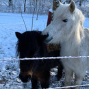 Ginger und Blümchen hätten gern ein Leckerli :-)