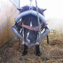 Auch Ponys benötigen eine Zahnbehandlung