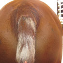 Enormes Haarwachstum mit Hilfe des Magnetfeldes!