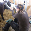 Besonderer Einsatz ist bei der Behandlung von Ponygebissen gefragt