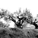 Spanien, Navarra, Jakobsweg