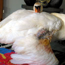 Dieser Schwan wurde angefüttert, und geschlagen. Pflegedauer 2 Jahre. 