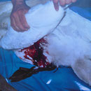  Dieser Schwan wurde von einem freilaufenden Hund zerbissen, er verblutete.