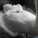 Schwer verletzter Junger Schwan, auf dem Weg zum Tierarzt.