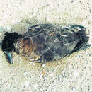 Ente verschnürt in Angelschnur.