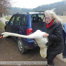 2-31 Carmen befreite Schwan aus Dornengebüsch