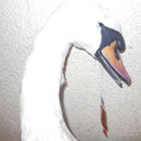 Schwan hat Angelhaken verschluckt, Drahtschnur und Blinker hängen aus dem Schnabel, an den inneren Verletzungen ist er gestorben.
