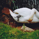  Abgerissene Schwimmflosse. 