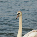 Schwan mit Angelhaken u. Schnur im Schnabel.