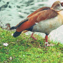 Nilgans mit Angelnetz um das rechte Bein geschnürt, dass linke Bein ist durch Verschnürung zur Hälfte abgefallen.