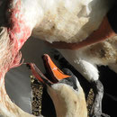 Schwan mit 5cm langem Angelhaken im Hals und unteren Teil des Schnabels.
