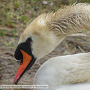 2-30 Halb verhungerter Schwan