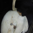 Dieser Schwan wurde von Carmen eingefangen. Sein Flügel war über Angelunrat abgeschnürt.Durch die Verschnürung bildete sich eine Kindskopf große Blutansammlung. Die Folge, unglaublicheSchmerzen. Ohne Hilfe wären die Gefässe und Adern geplatzt.