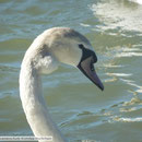 2-42 Schwan mit Angelhaken und Abszess im Hals