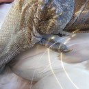 Angelhaken mit Angelschnur in dem Flossenknochen von einem Schwan. Der Schwan hatte eine schmerzhafte Knochenvereiterung, u. musste tierärztlich versorgt werden. 