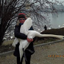 Carmen hat den Schwan eingefangen und bringt ihn zum Tierarzt.   