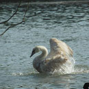 2-37 Der Schwan freut sich nach Auswilderung