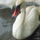 Mit 4,3Kg fast verhungerter Schwan.