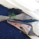 Dieser Jungschwan ertrank an sich selbst gefesselt durch Angelunrat. Der Angler leistete keine Hilfe, für den, um sein Leben ringenden Schwan. Carmen sprang ins Wasser u. wollte das Tier befreien, leider starb das Schwänchen in ihren Armen.