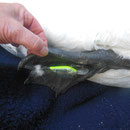 Schwan mit Köderfisch der an jeder Seite zwei Dreierhaken hat. Die Dreierhaken steckten bis in die Knochen der Schwimmflosse. Beim Entfernen der Haken, lief der Eiter ab.