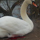  Angeschossener Schwan sitzt in seinem Blut. Der Schwan wurde von uns zum Tierarzt gebracht, die Kugel wurde entfernt u. der Schwan wurde von uns gesund gepflegt.