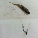 Köderfisch, Angelhaken u. Schnur, wurde aus der Speiseröhre eines Jungschwans entfernt.