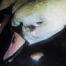 Schwan mit einem Streifschuß im Gesicht. Die Wunde wurde gereinigt u. Tierärztlich versorgt. Es dauerte lange bis die letzten Schwellungen abgeheilt waren.