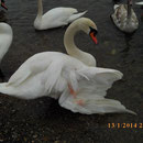 Schwan mit gebrochenem Flügel. Er flog gegen die Stäbe einer Brücke. Schwäne haben  die Augen leicht seitlich, und sehen Hindernisse erst unmittelbar.