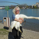 Carmen fing einen Schwan ein, der beide Flügel mit Angelschnur verwickelt hatte. Der Schwanwar nicht mehr flugfähig. Carmen entfernte die Angelschnur.