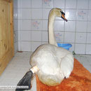 2-28 Schwan darf nach OP nicht ins Wasser