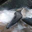 Jungschwan stranguliert über Angelschnur. Ein 8 Monate junger Schwan musste sterben, da Angler ihren Angelmüll im Gewässer entsorgen.