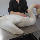 Der Schwan wurde von Carmen zum Tierarzt gebracht, dort wurde er behandelt. Zur weiterenPflege musste er noch eine Woche behandelt werden. Der Flügel erholte sich langsam. Ein Dreierangelhaken musste auch noch aus der Brust entfernt werden.