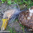 Ente stranguliert durch Angelunrat
